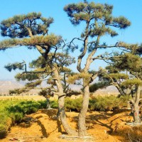 泰山松批發(fā)|山東基地專業(yè)供應泰山景觀松